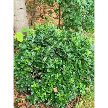 Kozoynakli qorqinchli qizlar porno