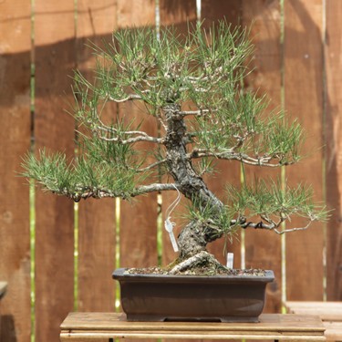 Seika Japon Karaçamı Bonsai - Pinus thunbergii No.611 Fiyatı