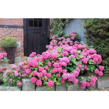 Ortanca – Hydrangea Macrophylla 20-40cm -Pembe Fiyatı