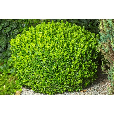 TNC Garden Groups Şimşir Fidanı Buxus Sempervirens Fiyatı