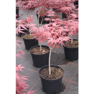 【CPC-L24】都秋さくら TNC Garden Groups Kırmızı Yapraklı Japon Akçaağaç Acer Fiyatı