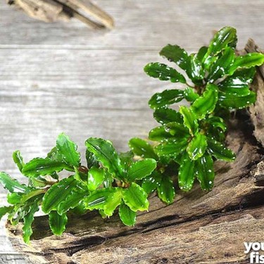 Bucephalandra Green Wavy In Vitro Canlı Bitki Fiyatı
