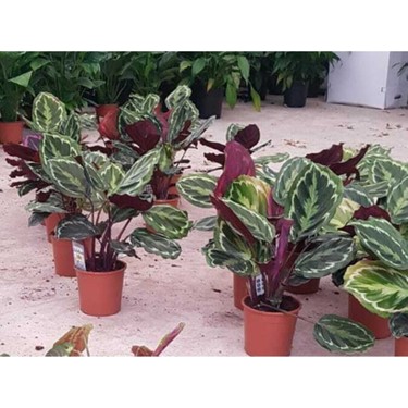 Dua iei Calathea Roseopicta Medallion Ev Bitkisi Ofis Fiyat