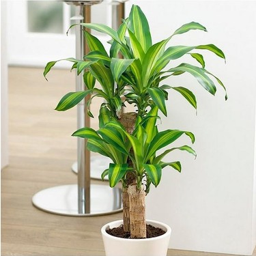 Dracena Massengena 2'li 100-120 cm Fiyat - Taksit Seenekleri