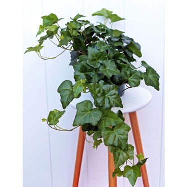 Estetik Formlu Hedera Helix  40-60 cm  Canl Duvar ve it Fiyat