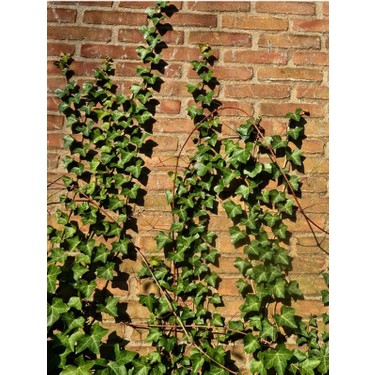 gummibaum 150cm Tineke-Gummibaum - Ficus elastica Tineke main image 0
