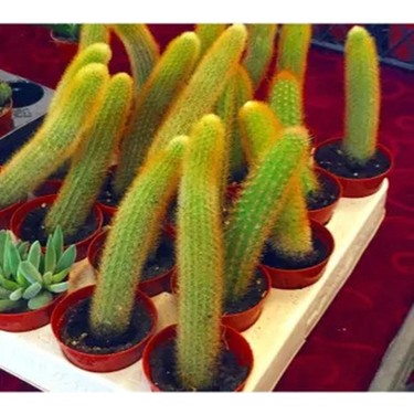 kakts resmi Kaktus Cereus Knstlich - Knstliche Pflanzen