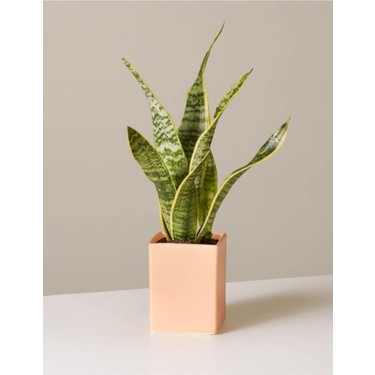 Bitkim Sende Çok Avantajlı Sansevieria Laurentii Superba Fiyatı
