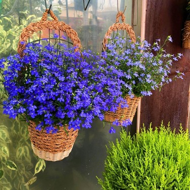 Zengarden Safir Mavi Sarkan Lobelya Tohumu Lobelia Pendula Fiyatı