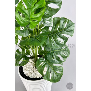 monstera moonlight Pothos 'Moonlight' 4