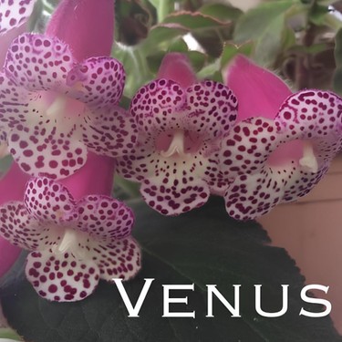 Koleksiyonluk Venüs Kohleria Japon Küpelisi Çiçeği Fidesi Fiyatı