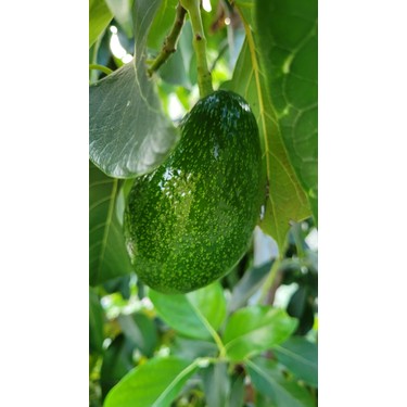 Avokado 1 kg Dalından Taze Fiyatı - Taksit Seçenekleri