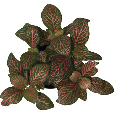 Biseksuallar video 1 48