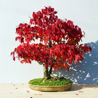 ケヤキ S2-073 欅 /1,880x600mm520mm780mmx45mm Zengarden Keyaki Japanese Japon Zelkova Ağacı Tohumu Fiyatı