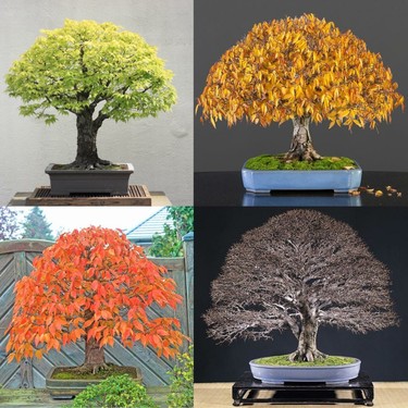 Zengarden Keyaki Japanese Japon Zelkova Ağacı Tohumu Fiyatı