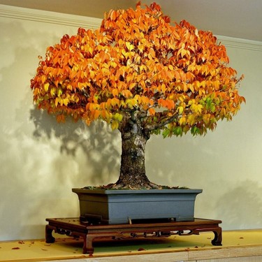 Zengarden Keyaki Japanese Japon Zelkova Ağacı Tohumu Fiyatı