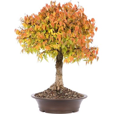 Zengarden Keyaki Japanese Japon Zelkova Ağacı Tohumu Fiyatı