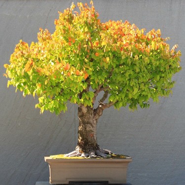 Zengarden Keyaki Japanese Japon Zelkova Ağacı Tohumu Fiyatı