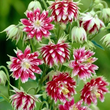 Zengarden Nora Barlow Haseki Küpesi Tohumu Aquilegia Katlı Fiyatı