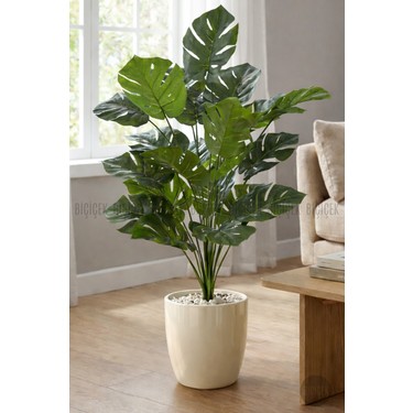 philodendron burle marx albo variegata 4