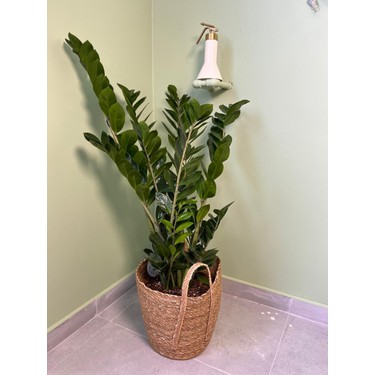 zimmerpflanze exotisch Alocasia Jacklyn – Exotische Zimmerpflanze mit main image 0