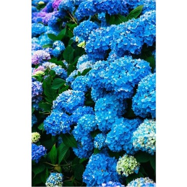 Biorganix Hydrangea Mocnophylla Koyu Mavi Canlı Ortanca Fiyatı