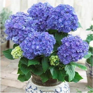 Biorganix Hydrangea Mocnophylla Koyu Mavi Canlı Ortanca Fiyatı