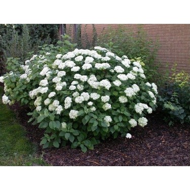 Biorganix Beyaz Ortanca Fidanı Fidesi 10-30 cm Hydrangea Fiyatı