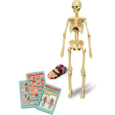 Clementoni İlk Keşiflerim - İnsan Anatomisi 3+ Yaş Eğitici Fiyatı