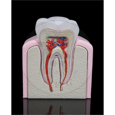 Bi'şeyler Sepeti Sağlıklı Küçük Azı Dişi - Healthy Premolar Tooth - Dekoratif Figür - 16