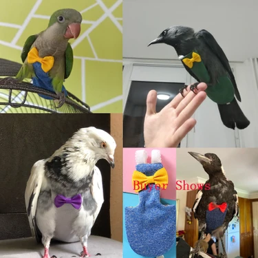 Huoxun Shop B P10A455K Stili M Beden Muhabbet Kuşu, Muhabbet Fiyatı