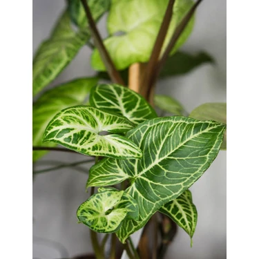 Garden Box Ok Başı Sarmaşığı 1 Adet Saksılı Melek Kanadı Fiyatı