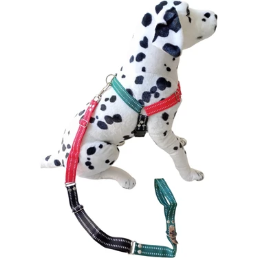 Transseksual xorozlar