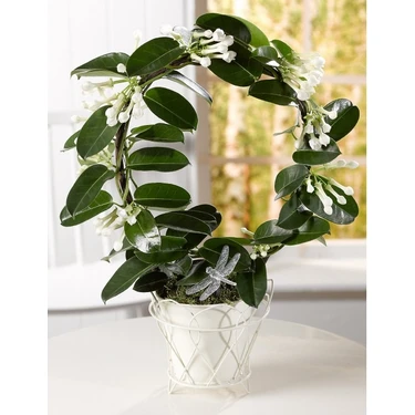 Madagaskar Yasemini  Stephanotis Floribunda Fiyat