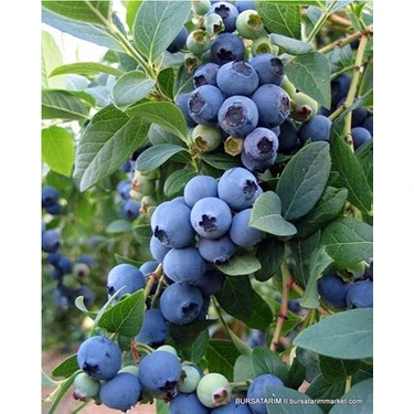 Turkuaz Fidancılık Bluecorp Yaban Mersini (Blueberry)