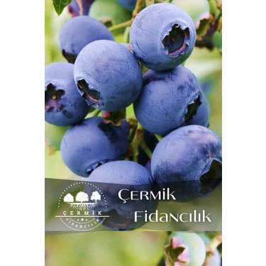 Çermik Fidancılık Tüplü Yaban Mersini Blue Berry