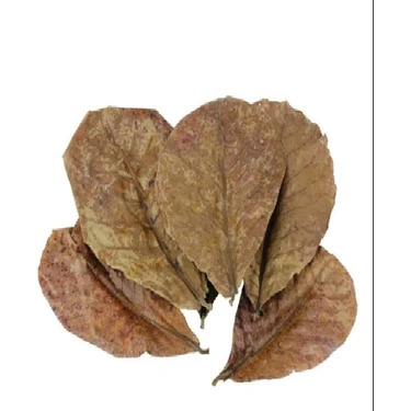 Catappa Yaprağı 5