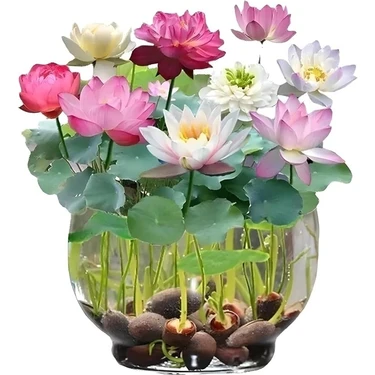 5 Adet Tohum Nadir Bulunan Lotus Uzak Doğunu Su Zambağı Nilüfer Tohumu Sınırlı