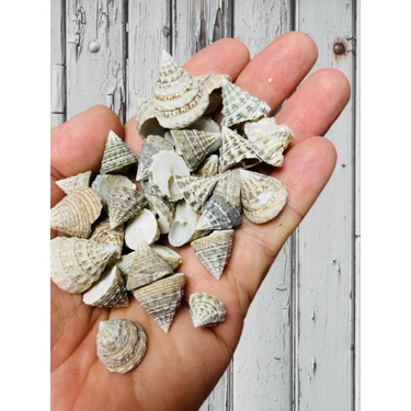 Gerçek Deniz Kabukları - ( 50 gr 