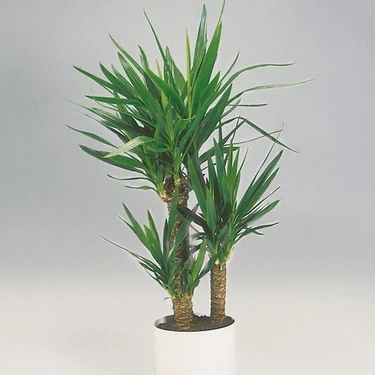 Tnc Yuka – Yucca 3'lü 100-125cm Fiyatı - Taksit Seçenekleri