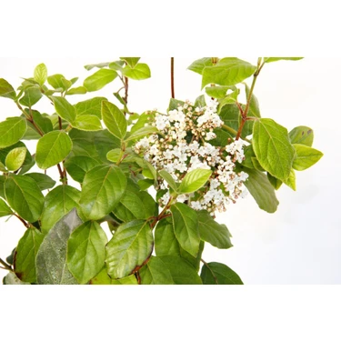 Yosh xotinimning samimiy fotosuratlari