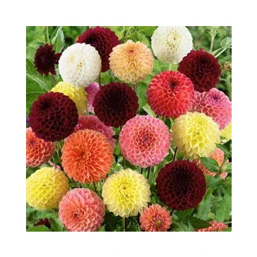 15 Adet Dev Yıldız Dahlia Çiçeği Soğanı Yumrusu 10 Renk Karışık 7 Cm.yeni