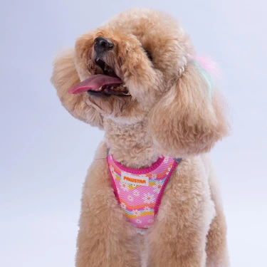 Pawstar Daisy Air-Mesh Papatya Desenli Göğüs Tasması Yumuşak Dokulu Konforlu Kullanım L
