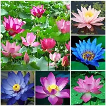 5 Adet Karışık Renklerde Lotus (Nilüfer) Çiçeği