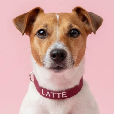 Lusi Doog Kişiye Özel Köpek Boyun Tasması Isme Özel Köpek Tasması Isimli Köpek Tasması