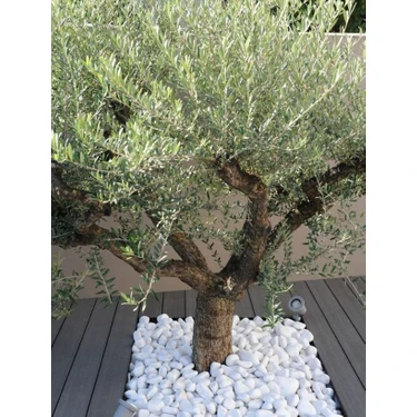 Lin Dekor Beyaz Dolomit Taş 4-6 cm 25 kg Dere Taşı Çakıl Taşı Bahçe Süs Taşı Peyzaj Taşı Dekoratif
