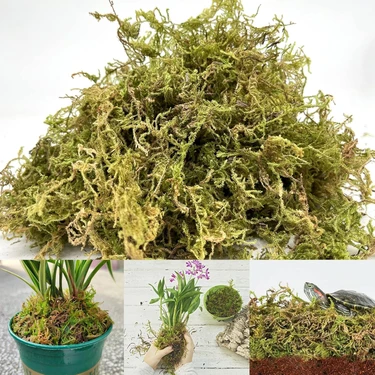 Bitkicim Canlı Sphagnum Peat Moss 1lt. Orkide Toprağı (Spagnum Yosunu) 1.kalite