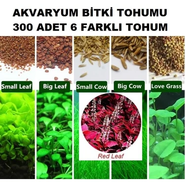 Day 300 Adet 6 Farklı Akvaryum Bitkisi Tohumu + 10 Adet Hediye Karışık Renk Gül