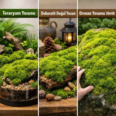 Macc Doğal Orman Yosunu 40X40 cm – Teraryum / Dekor Için Büyük Tek Parça Canlı