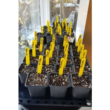 Agroera Bitki Etiketi - Fidan Etiketi - Fide Tanıma Etiketi - 100 Adet - Sarı - 1.5 x 12